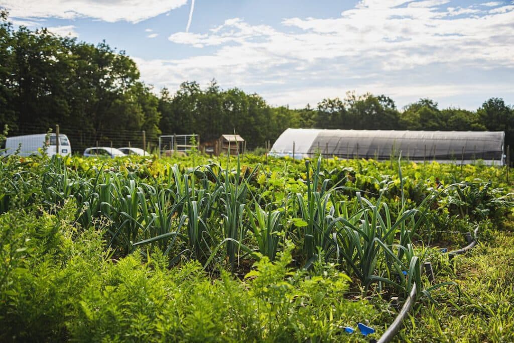 Farm field with rows of leeks and greenhouse under blue sky