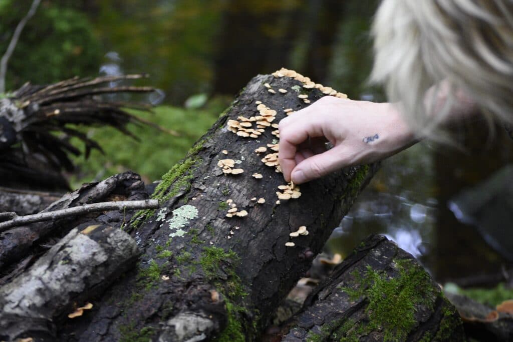 Fresh mushrooms grown by Rana