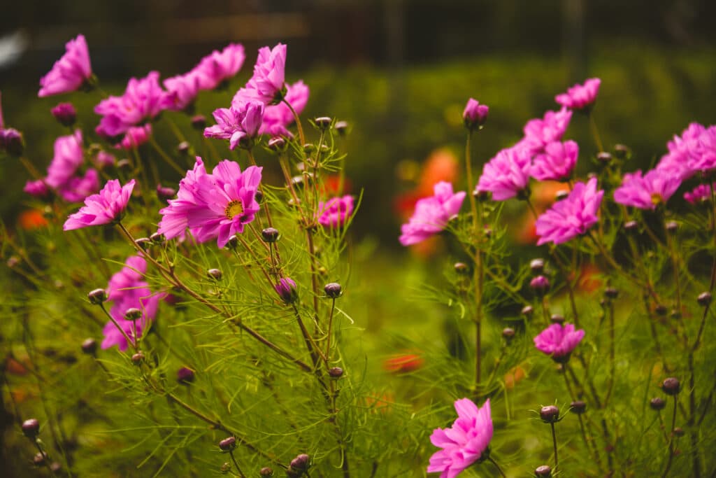 Pink cosmos flowers in bloom