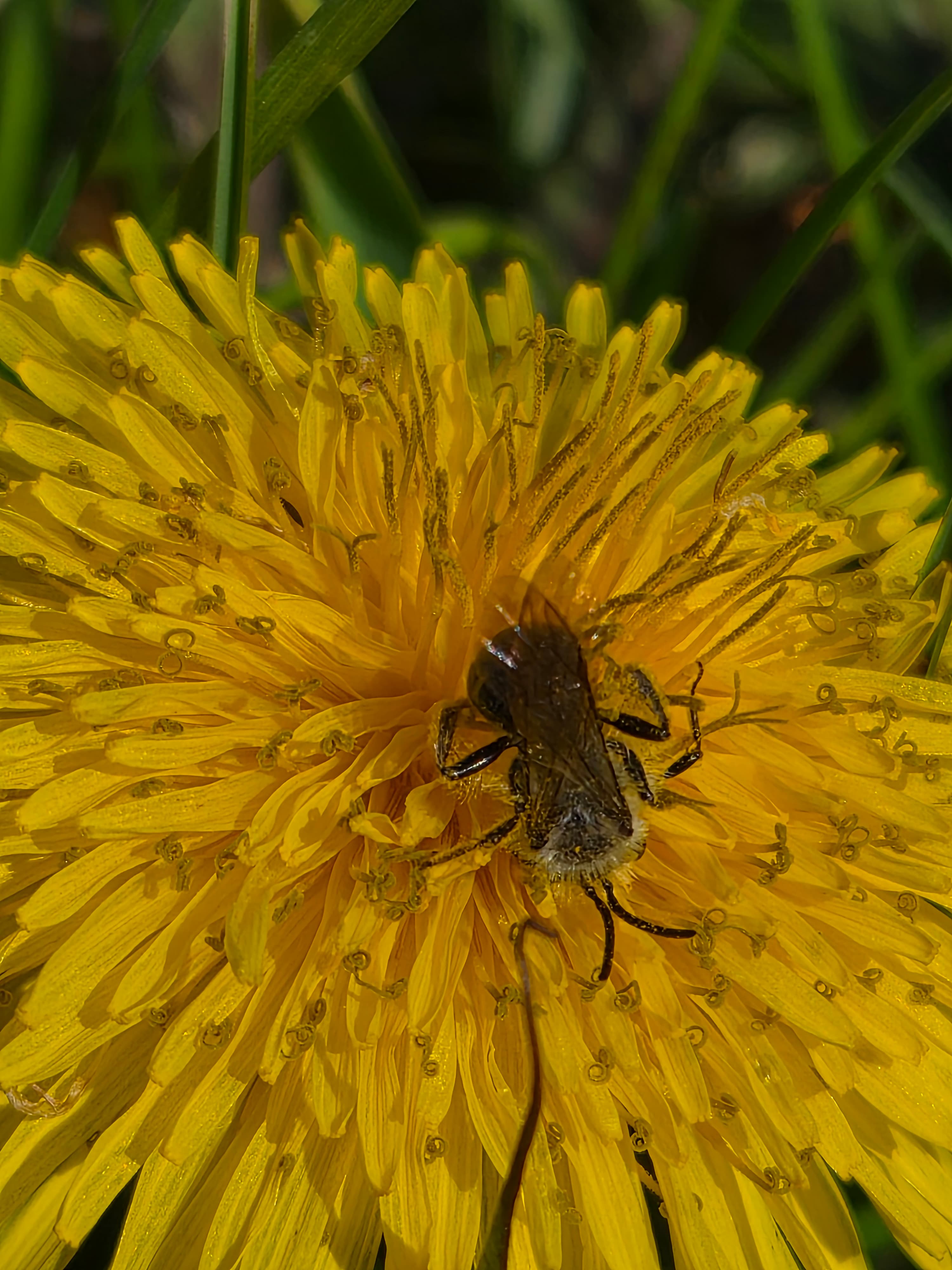 A honey bee on a flower in the farm gardens