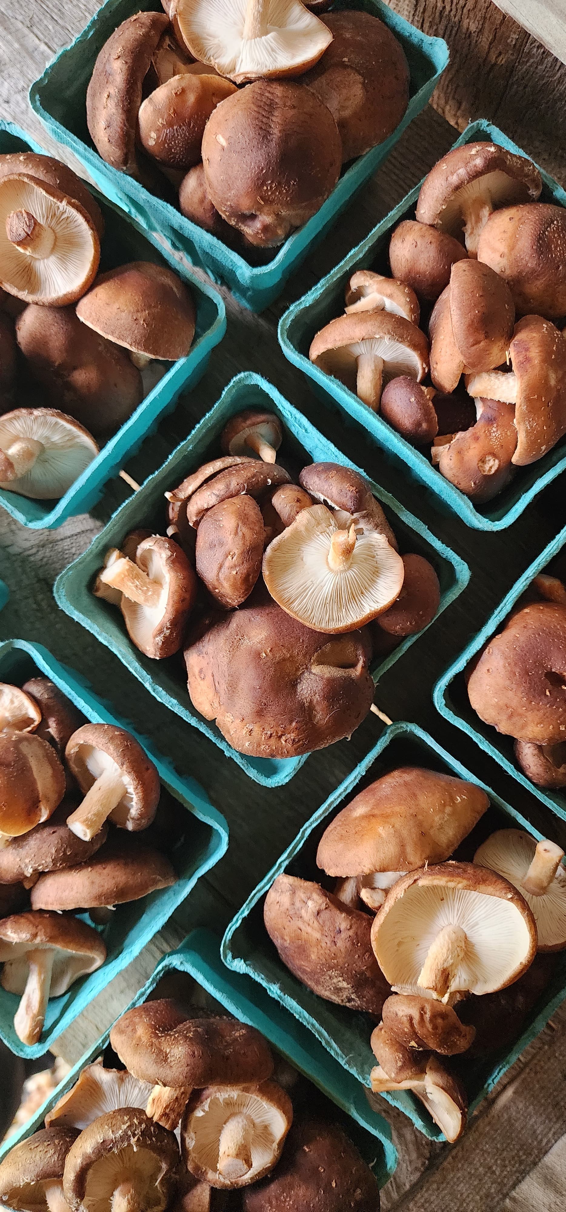 Fresh mushrooms grown by Rana