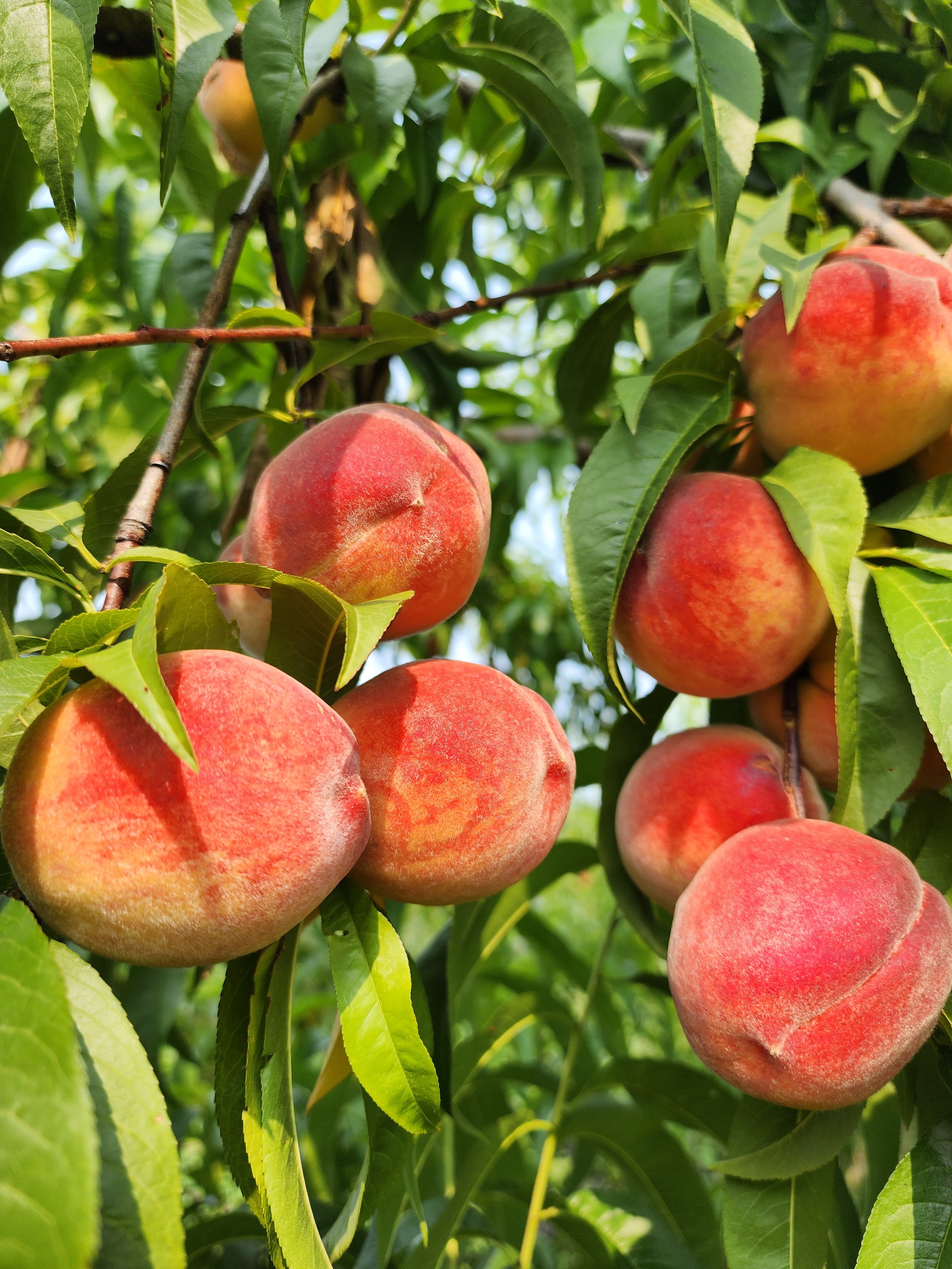 Peach tree laden with ripening fruit