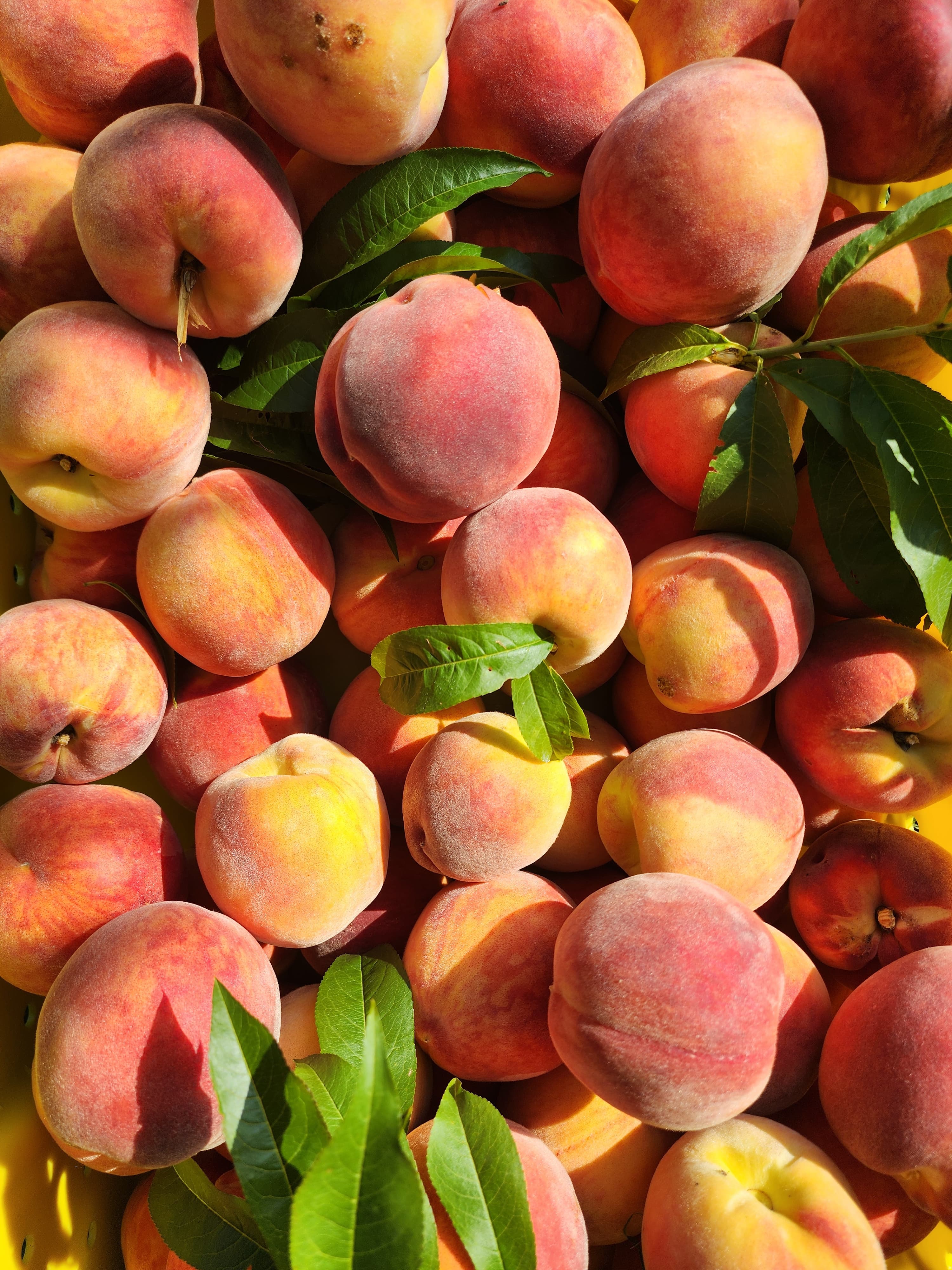 Fresh tree-ripened peaches