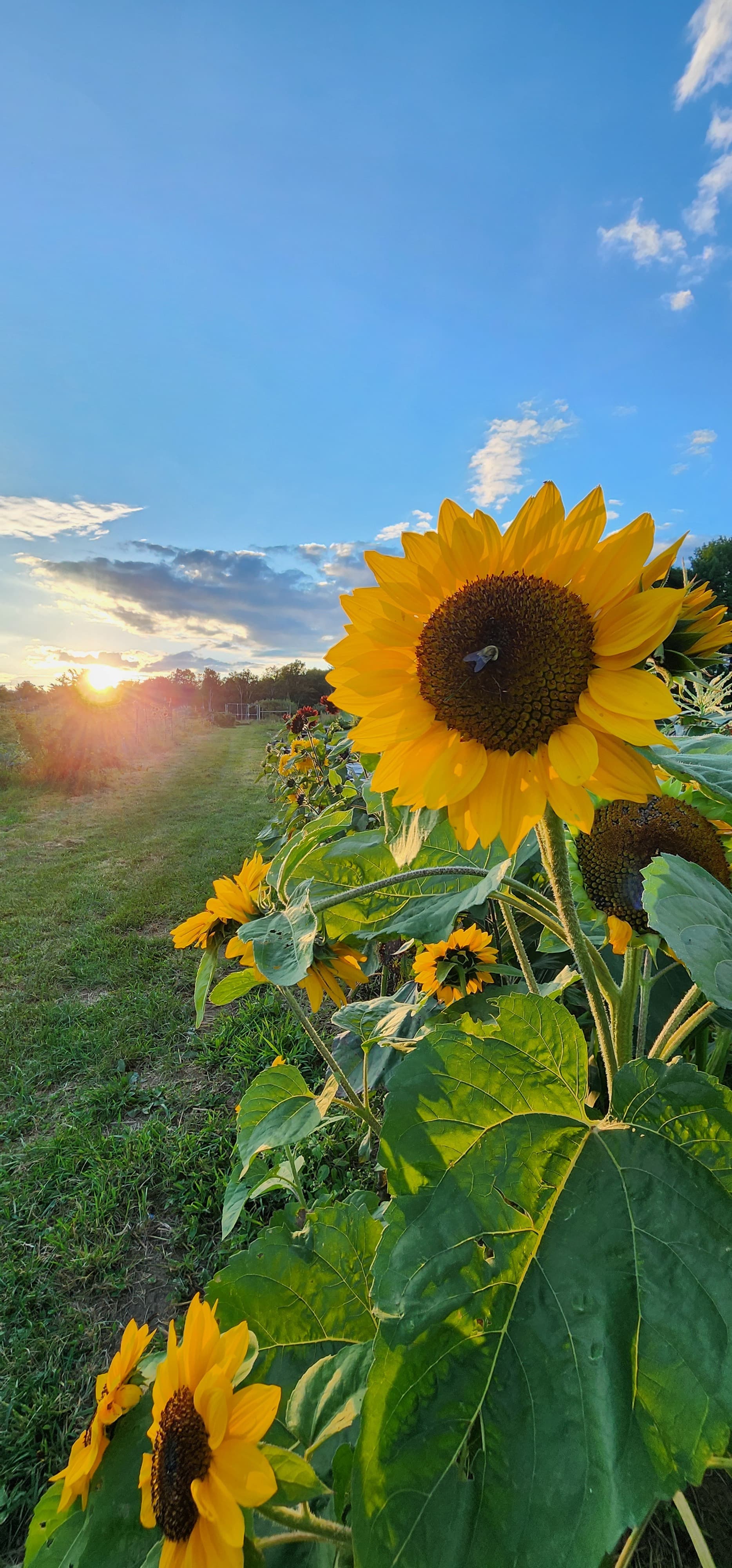 Sunflowers in bloom at Husky Meadows Farm